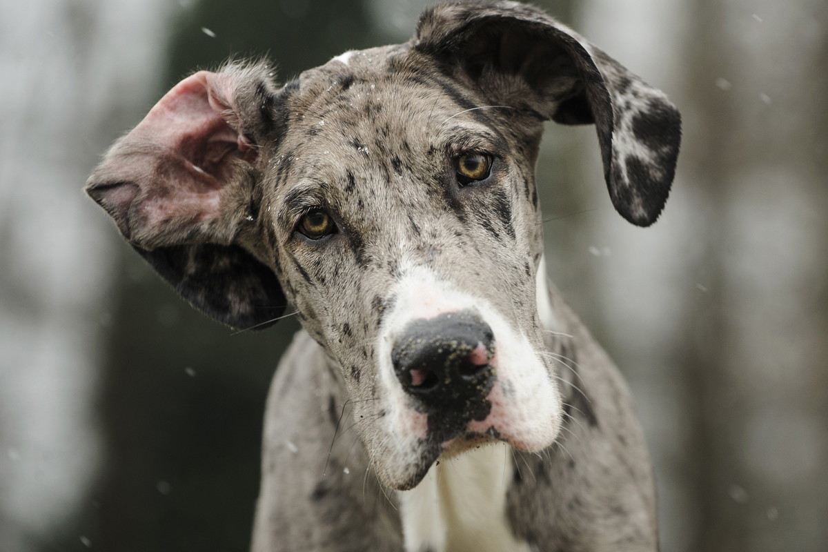 dog niemiecki