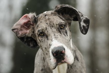 dog niemiecki
