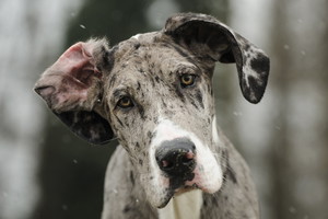 dog niemiecki