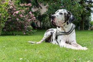 dog niemiecki