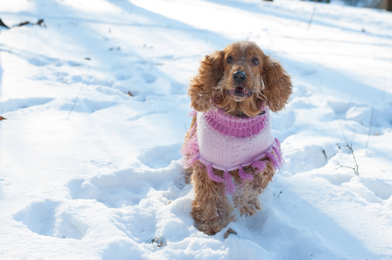 cocker spaniel