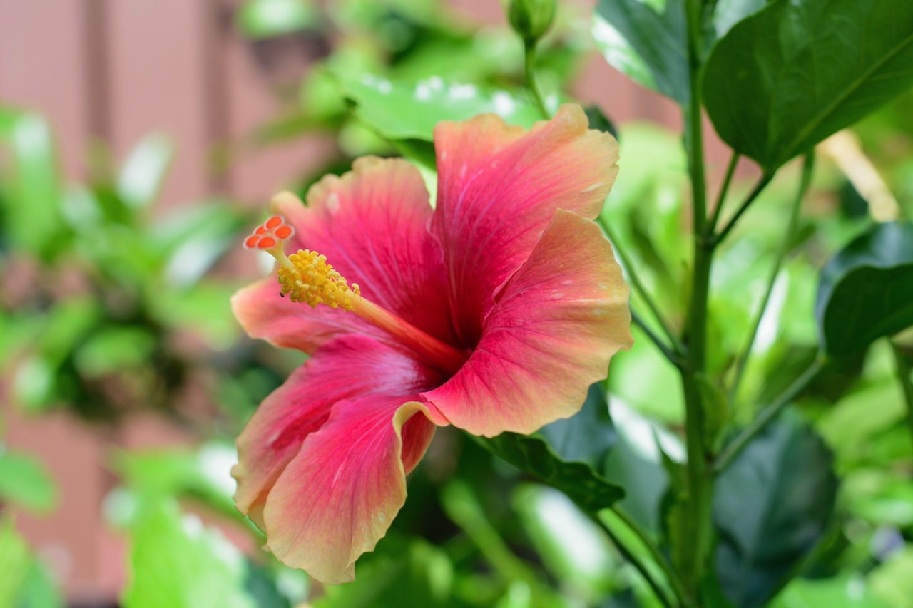 kwiat hibiskusa