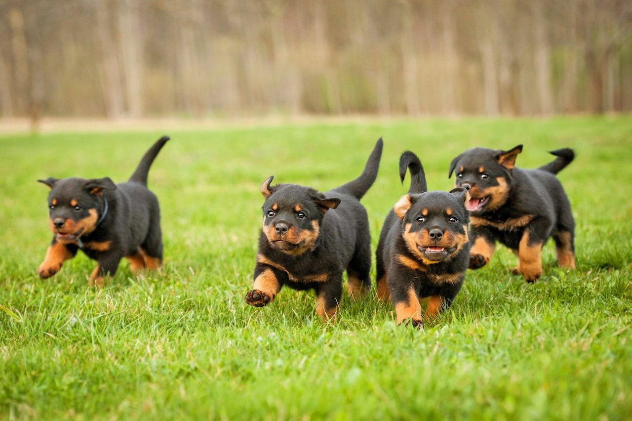 szczeniaki rottwailery