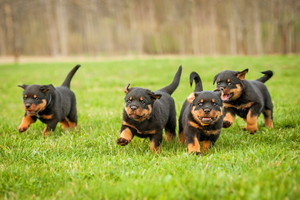 szczeniaki rottwailery