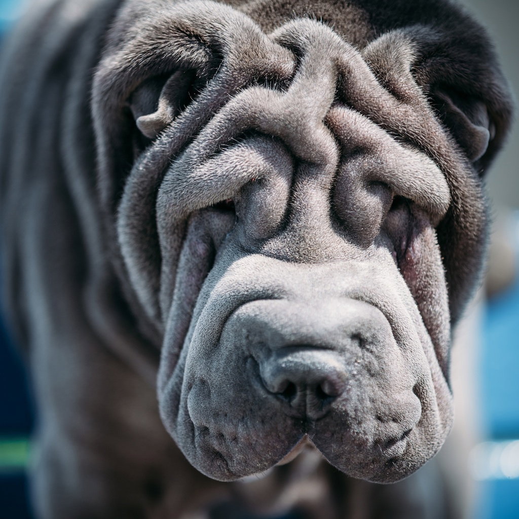 shar-pei