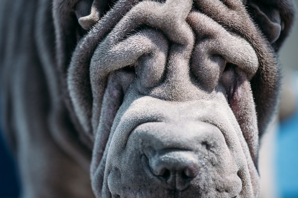 shar-pei