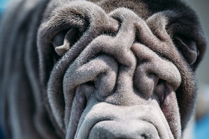 shar-pei