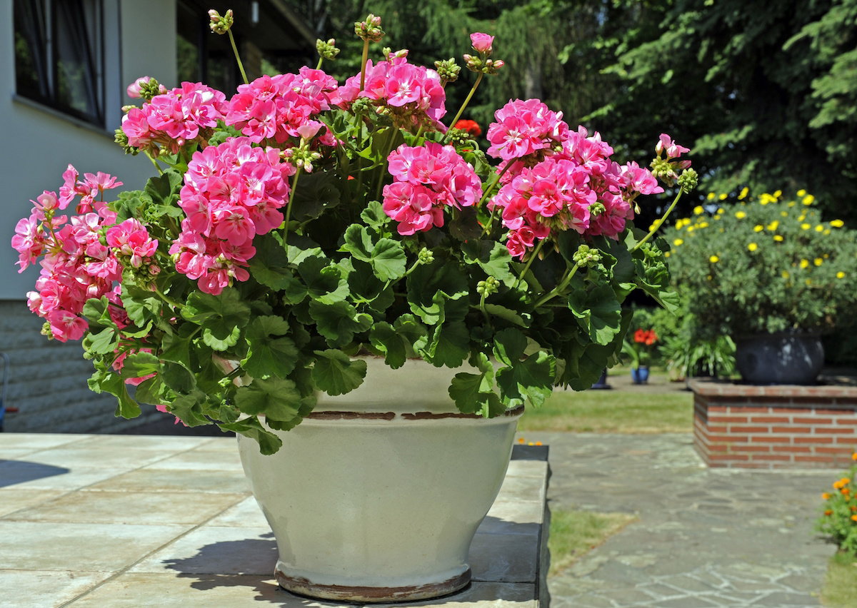 Pielęgnacja pelargonii