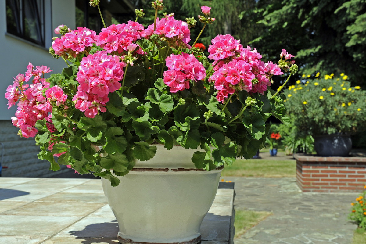 Pielęgnacja pelargonii