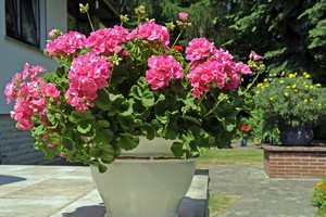 Pielęgnacja pelargonii