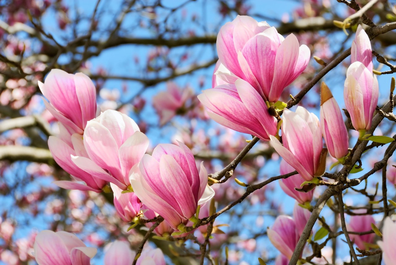 magnolia