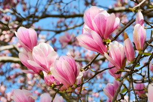 magnolia
