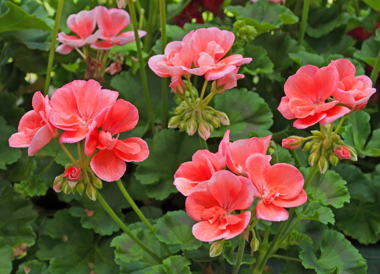 pelargonie