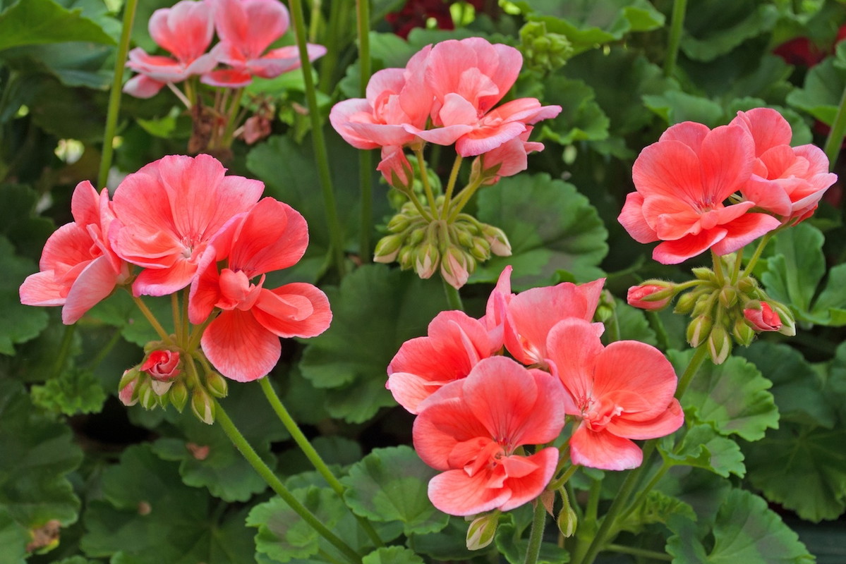 pelargonie