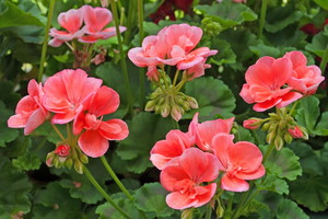 pelargonie