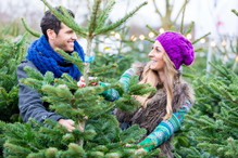 Choinka w doniczce