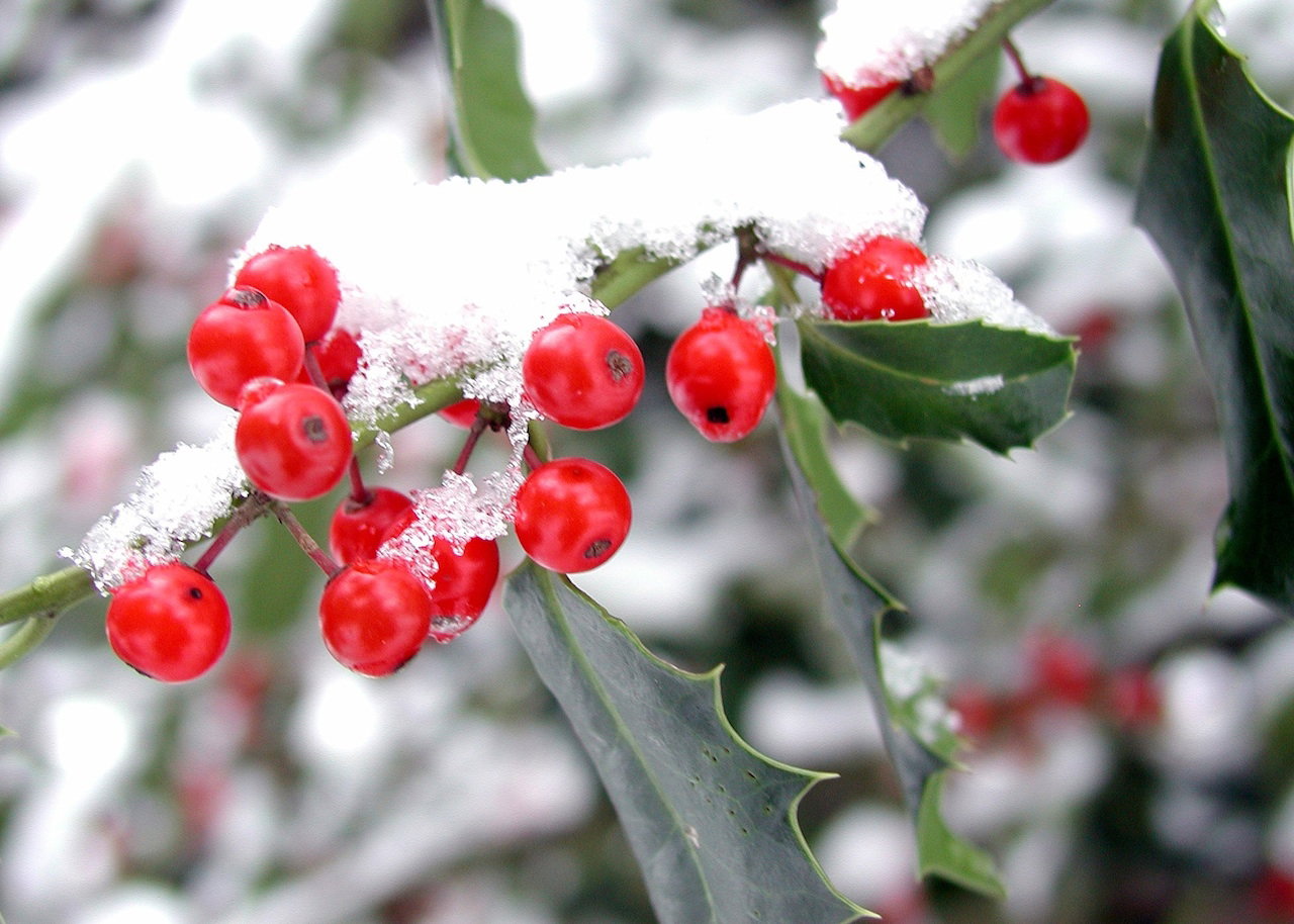 ostrokrzew