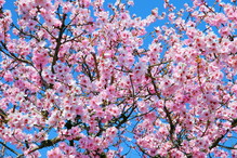 Migdały