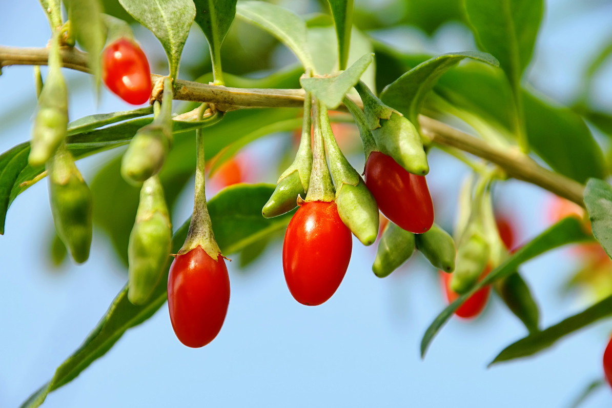 Jagody goji