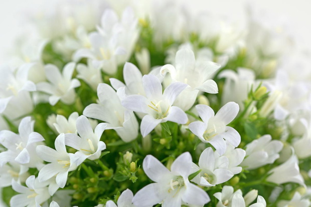campanula-2469366-cb4b472