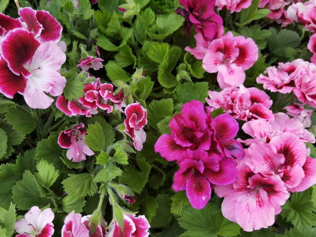 pelargonia-angielska-2470941-8371b33