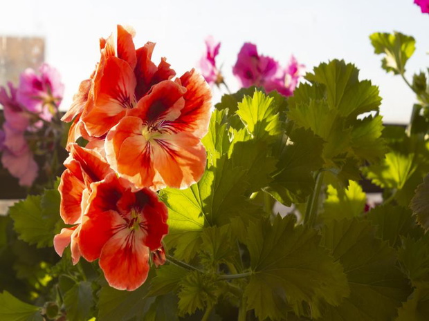pelargonia-angielska-2470939-3897959