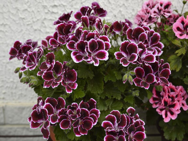 pelargonia-angielska-2470942-8130f09