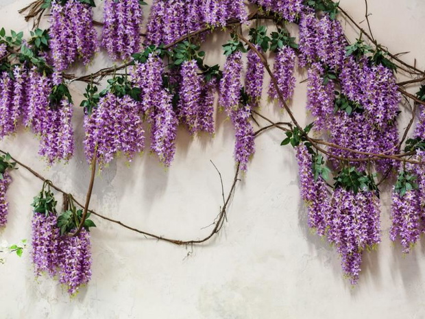 drzewa-kwitnace-na-fioletowo-wisterie-2480822-d957dd8