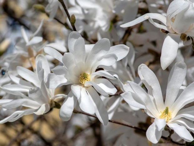 drzewa-kwitnace-wiosna-na-bialo-magnolia-stellata-2480619-acab906