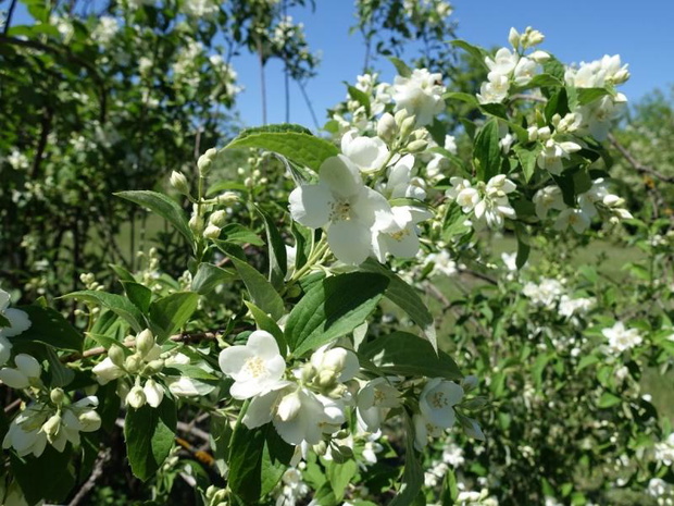 drzewa-kwitnace-wiosna-na-bialo-jasminowiec-wonny-2480623-191fdf2