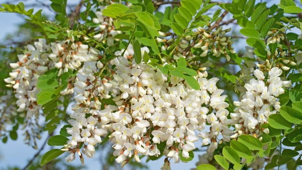 drzewa-kwitnace-wiosna-na-bialo-robinia-2480622-6c29729