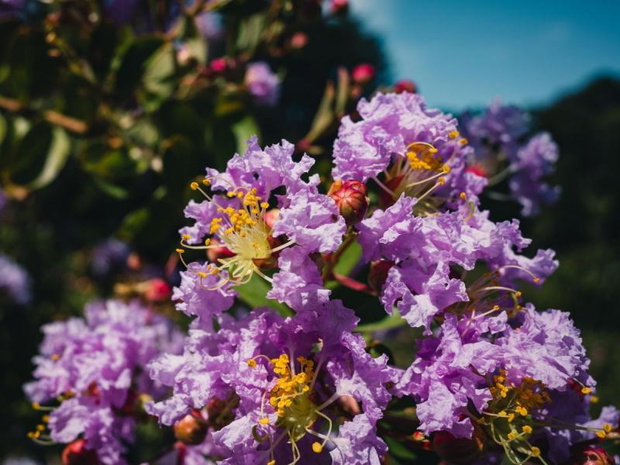 drzewa-ktore-kwitna-na-fioletowo-lagerstroemia-2480820-b7ae611