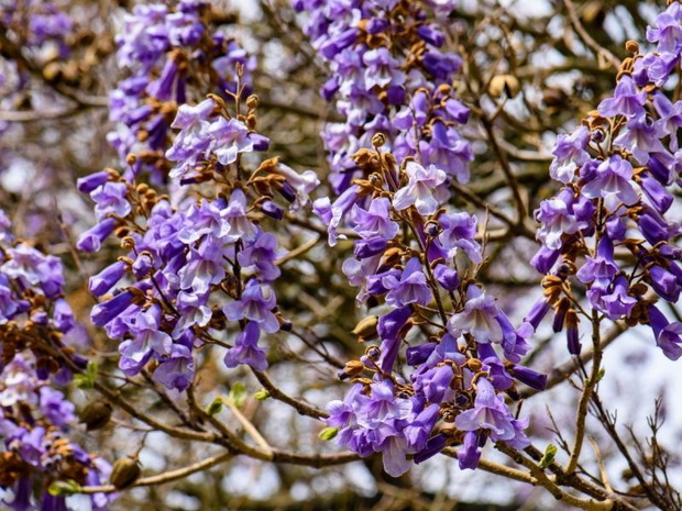 drzewa-ktore-kwitna-na-fioletowo-paulownia-2480821-2a57385