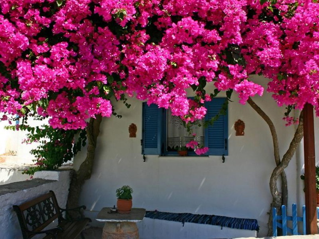 kwiaty-pnace-na-balkon-bugenwilla-2482430-2efef98