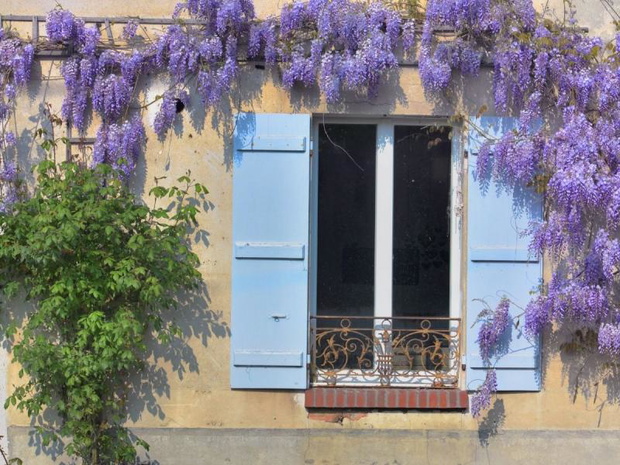 kwiaty-pnace-na-balkon-wisteria-2482429-e56bcf7