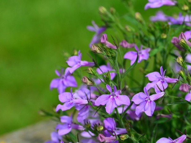 fioletowe-kwiaty-na-balkon-lobelia-2482829-b912b6c