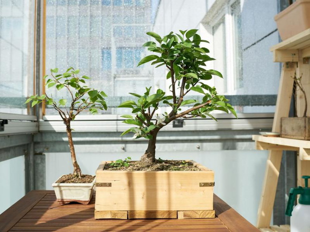 zielone-kwiaty-na-balkon-drzewka-2483776-036d4b2