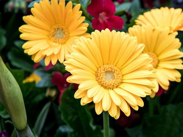 zolte-kwiaty-na-balkon-gerbera-2482788-55c9a9b