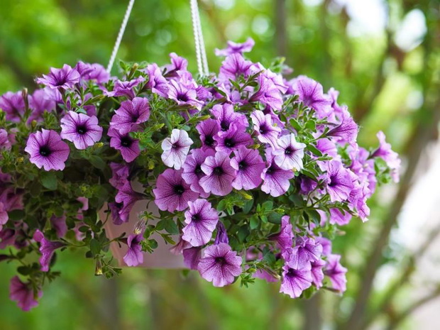 fioletowe-kwiaty-na-balkon-petunia-2482830-fd71c18