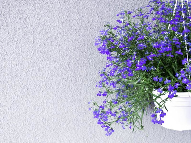 niebieskie-kwiaty-na-balkon-lobelia-2482889-c85416b