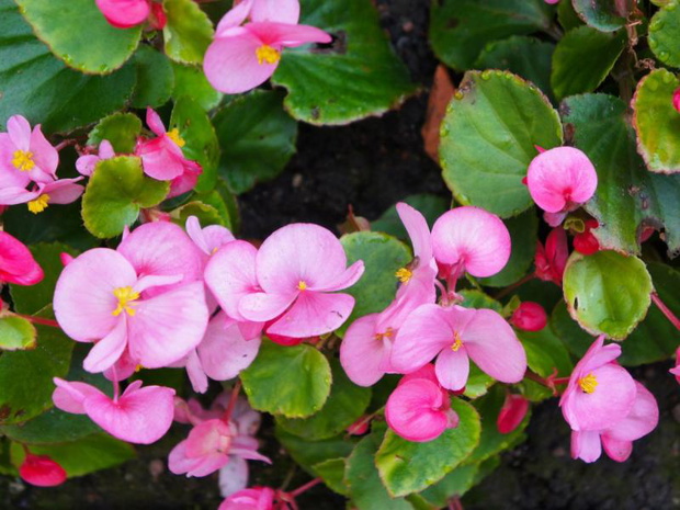 drobne-kwiaty-na-balkon-begonia-2483758-4f3f05d