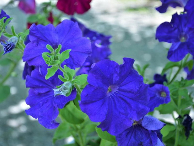 niebieskie-kwiaty-na-balkon-petunia-2482885-c2d366b