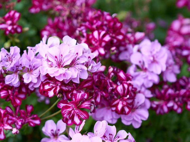 jakie-kwiaty-na-balkon-w-sierpniu-pelargonie-2487282-37a3c20