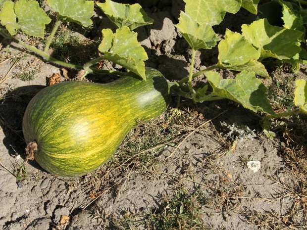 dynia-zielona-butternut-2489247-a81889f