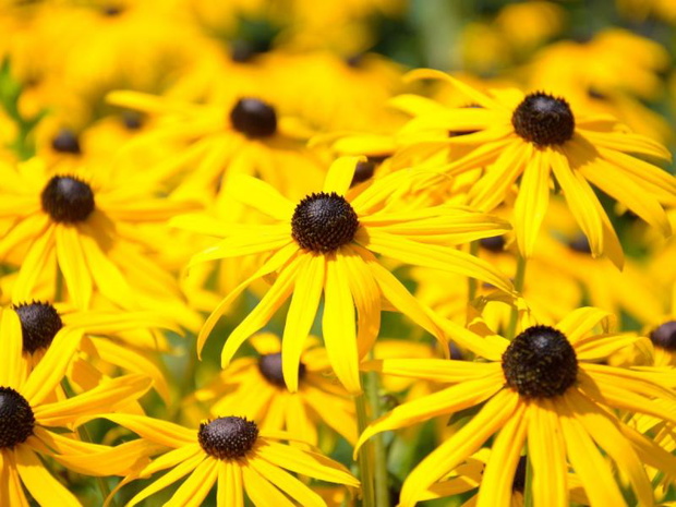 zolte-kwiaty-jesienne-rudbekia-2487875-da69ba1