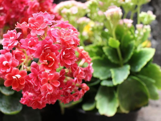 kwiaty-ktore-kwitna-w-grudniu-kalanchoe-2491858-9665e80