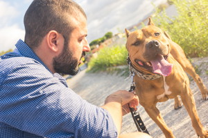 Mężczyzna i pies, pitbull