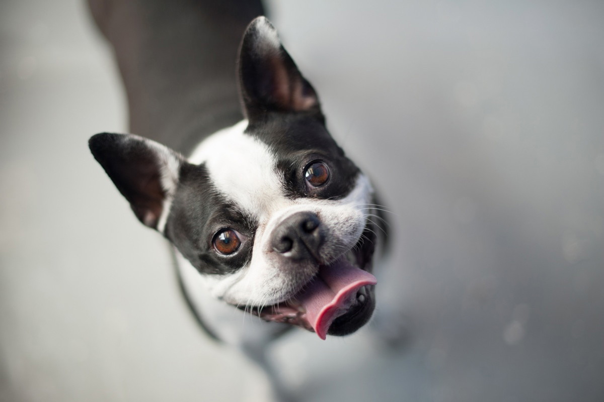 Boston terrier