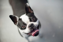 Boston terrier