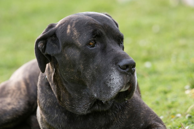 Cane Corso